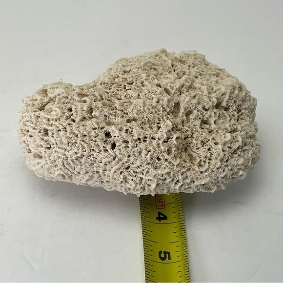 Fossil Rock Coral - Picture 9 of 10